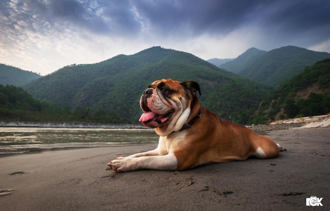 A Pet-Friendly Paradise at Banyan by the Ganges Your Perfect Getaway in Devprayag