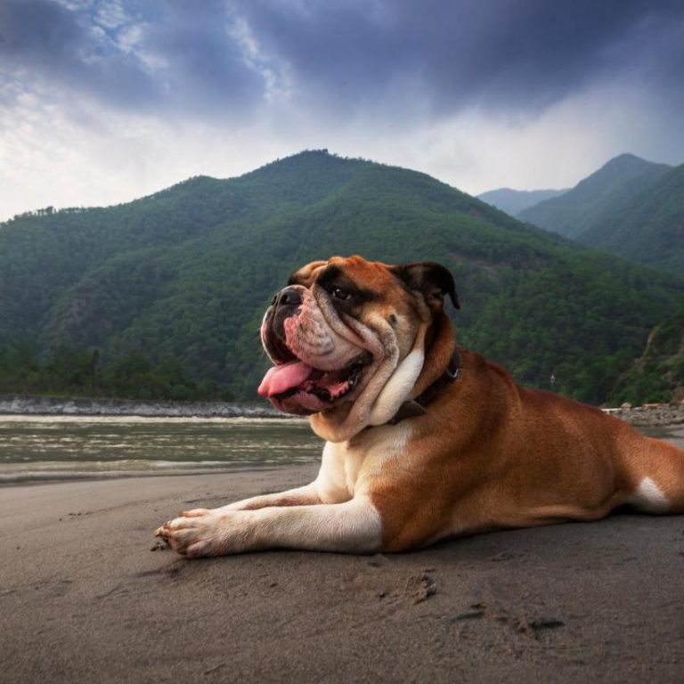 A Pet-Friendly Paradise at Banyan by the Ganges Your Perfect Getaway in Devprayag